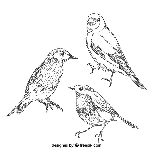 Коллекция рисованной птицы