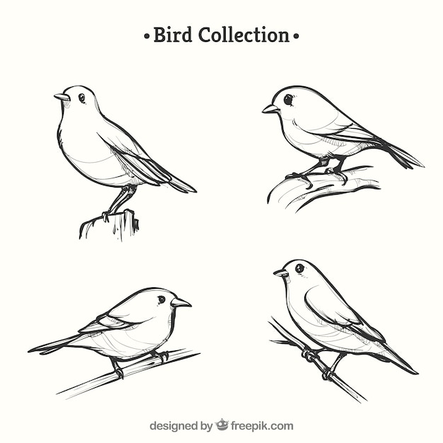 Free vector hand drawn bird collection