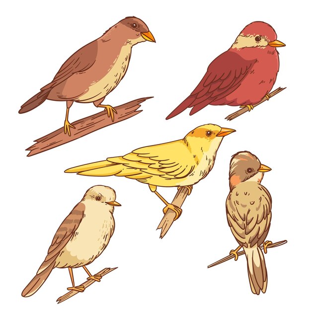 Hand drawn bird collection