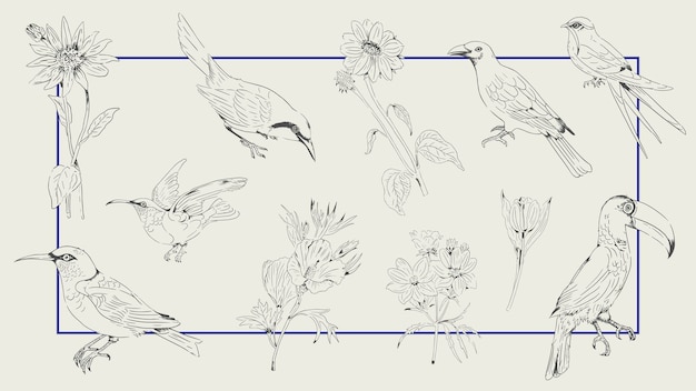 Collezione di uccelli e fiori disegnati a mano su uno sfondo di cornice vettore