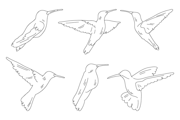 手描きの鳥の概要図