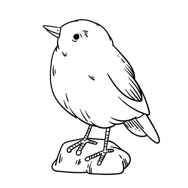 手描きの鳥の概要図