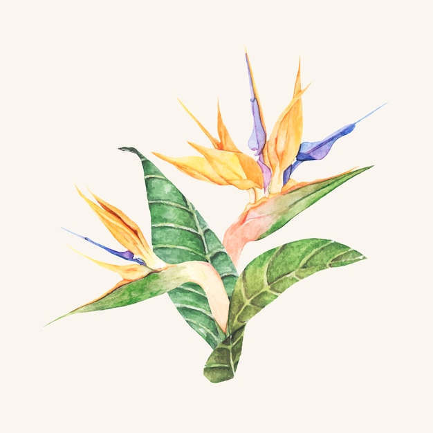 Hand drawn bird of paradise flower isolated