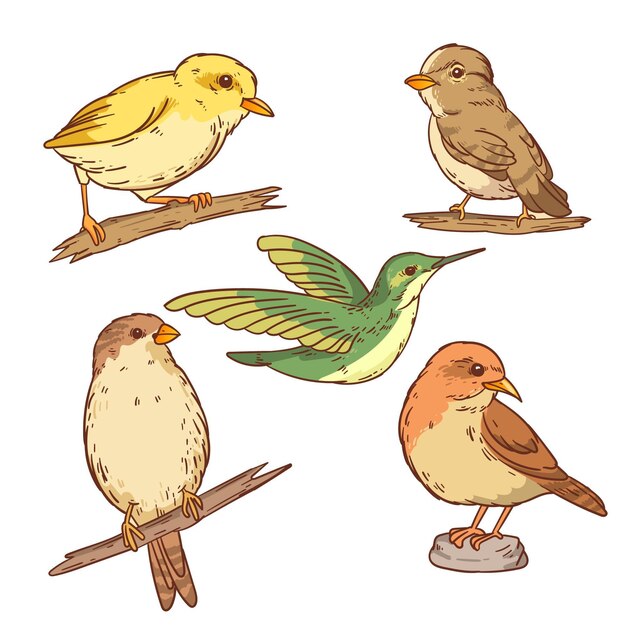 Hand drawn bird set