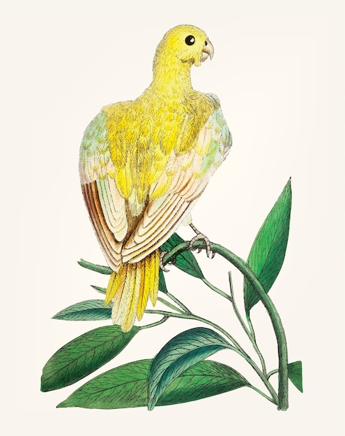 Hand drawn of bird yellow parakeet