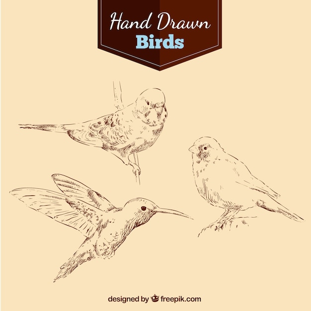 Free vector hand drawn birds pack