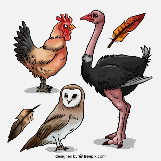 Бесплатное векторное изображение Ручной обращается птицы пакет