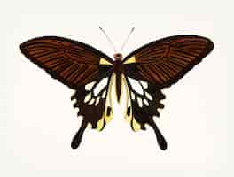 Free vector hand drawn of black butterfly with tailed wings