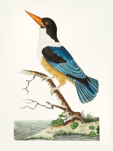 Hand drawn of black-capped kingfisher