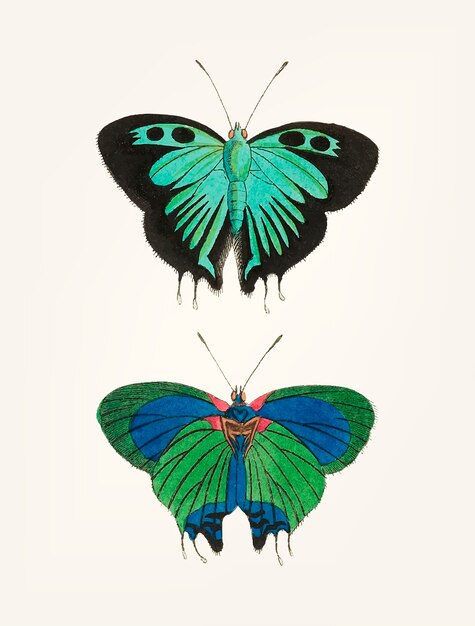 黒い両側蝶の手描き