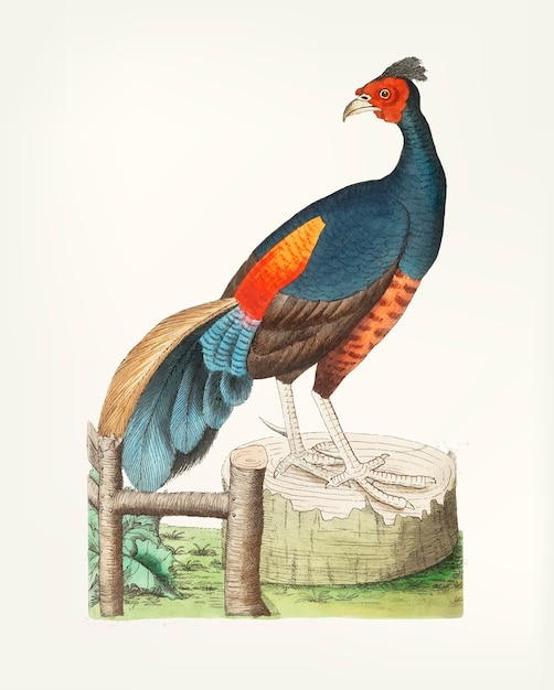 Hand drawn of  black pheasant