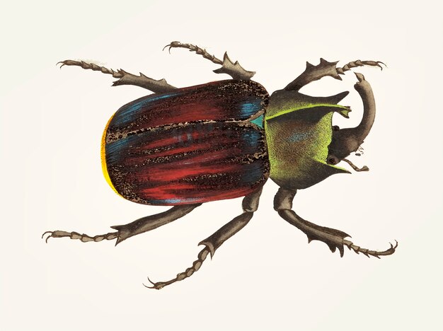 Hand drawn of black scutellated beetle