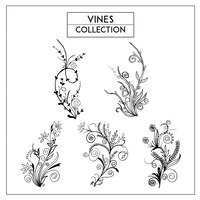 Hand drawn black and white vines collection