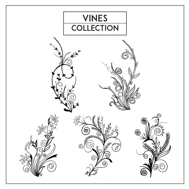 Hand Drawn Black and White Vines Collection