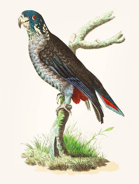 Disegnato a mano di pappagallo nerastro