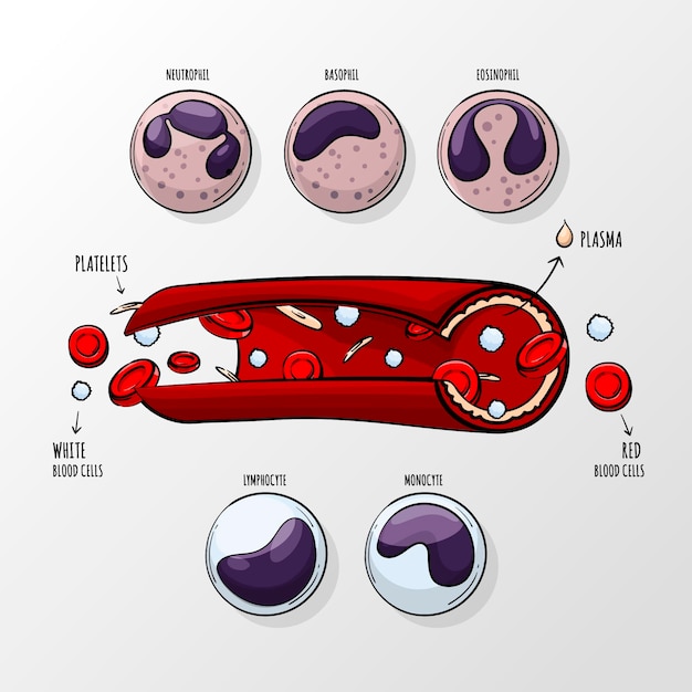 무료 벡터 손으로 그린 혈액 infographic