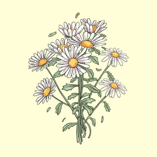 Margherita in fiore disegnata a mano illustrata