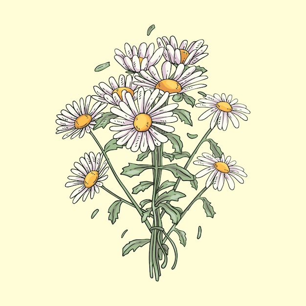 Hand drawn blooming daisy illustrated