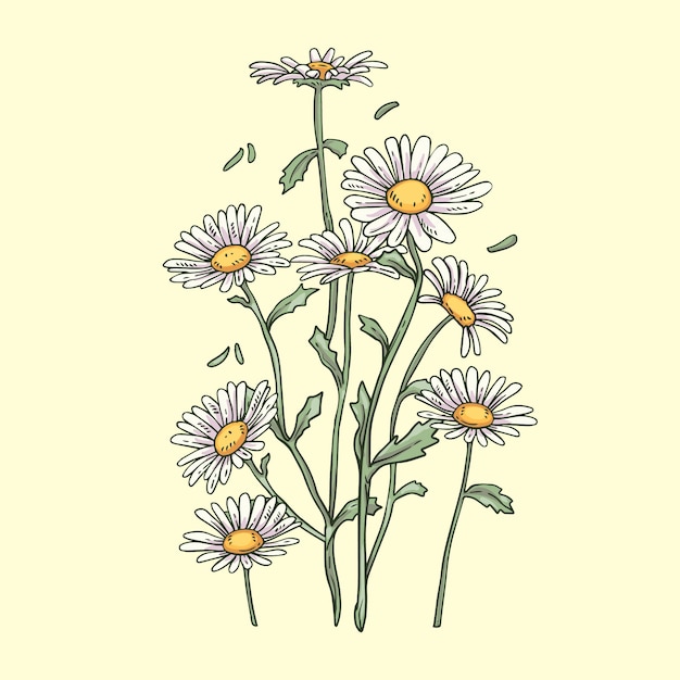 Hand drawn blooming daisy illustration