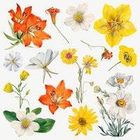 Hand drawn blooming flowers illustration set, remixed from the artworks by mary vaux walcott