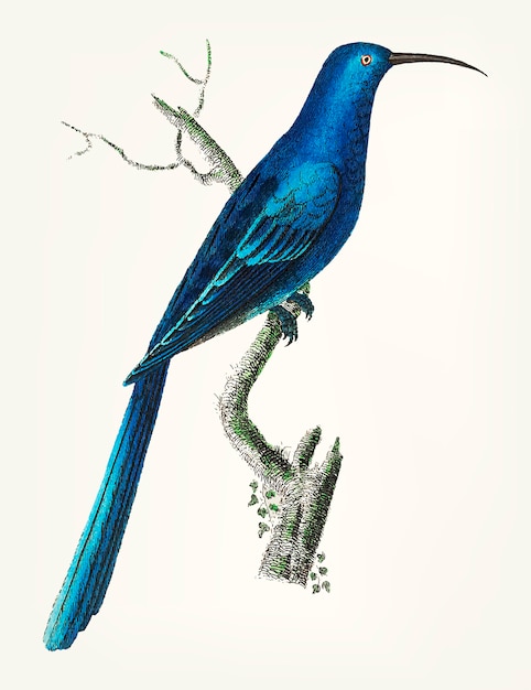 Hand drawn of blue promerops