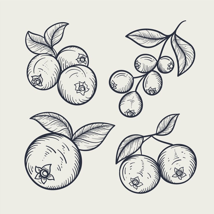 無料Vector 手描きブルーベリーの概要図