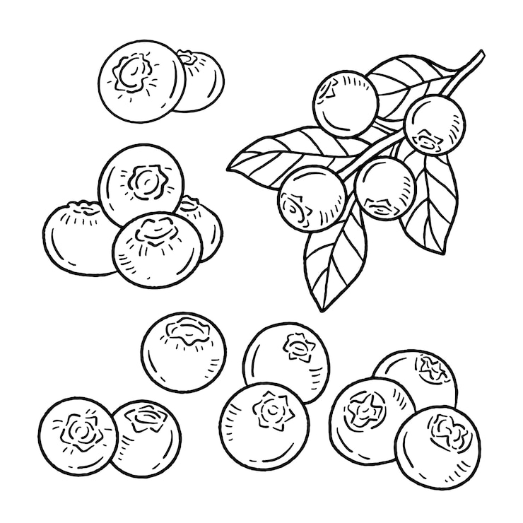 無料Vector 手描きのブルーベリーの概要イラスト