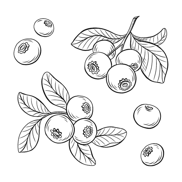 手描きブルーベリーの概要図