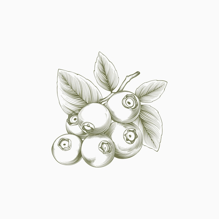 無料Vector 手描きブルーベリーの概要図