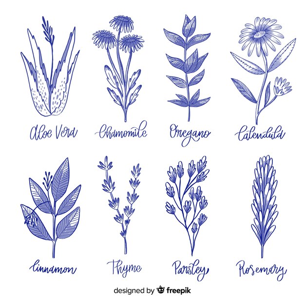 Hand drawn botanical collection