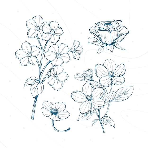 Hand drawn botanical drawing illustration