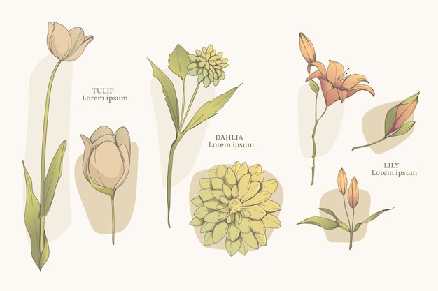 Set di grafici di fiori botanici disegnati a mano