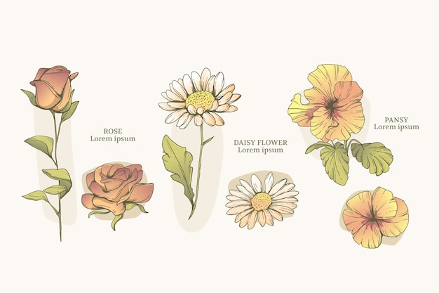 Vettore gratuito set di grafici di fiori botanici disegnati a mano