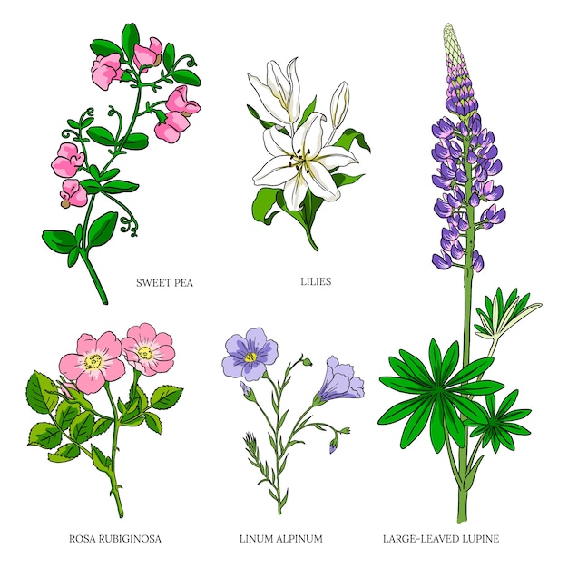 Vettore gratuito set di grafici di fiori botanici disegnati a mano