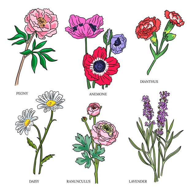 손으로 그린 식물 꽃 차트 세트