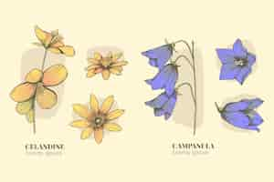 Vettore gratuito set di grafici di fiori botanici disegnati a mano