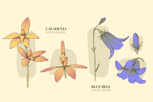 Hand drawn botanical flower chart set