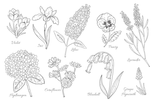 無料ベクター 手描きの植物の花のチャート