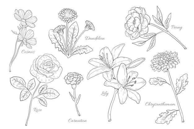 Hand drawn botanical flower chart