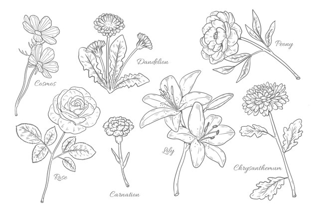 Hand drawn botanical flower chart