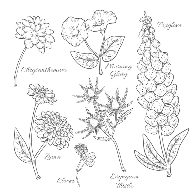 無料ベクター 手描きの植物の花のチャート