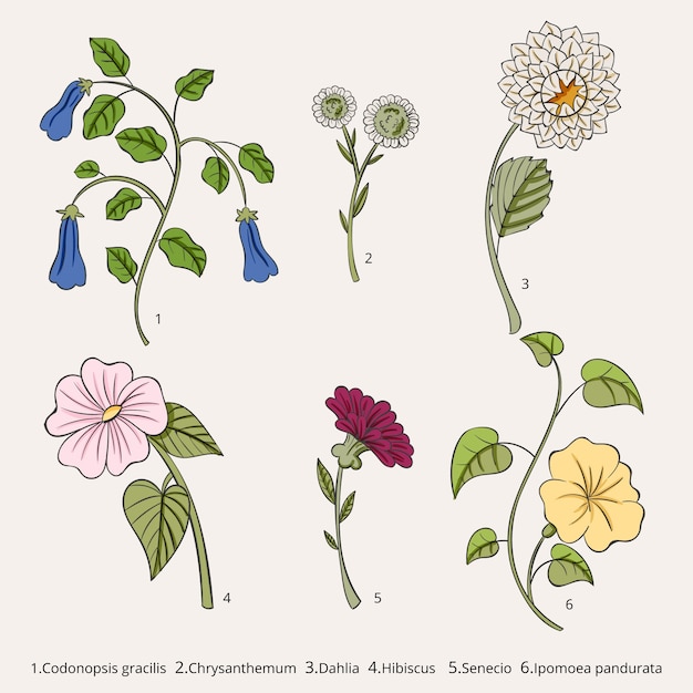 Vettore gratuito grafico di fiori botanici disegnati a mano