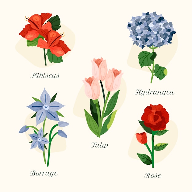 Нарисованная вручную ботаническая цветочная диаграмма