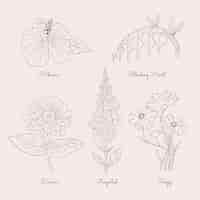 無料ベクター 手描きの植物の花のチャート