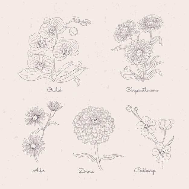 手描きの植物の花のチャート