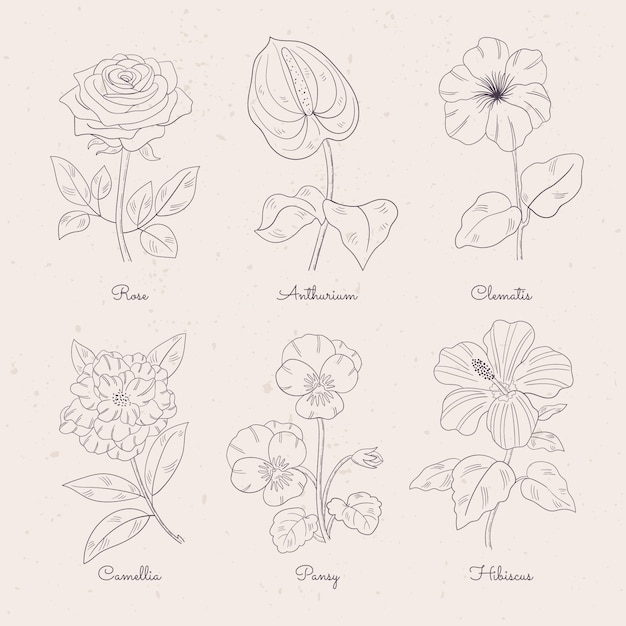 Hand drawn botanical flower chart