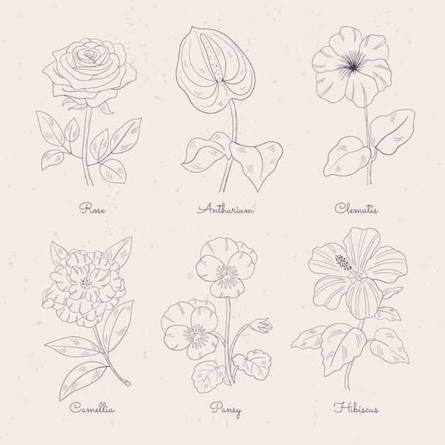 手描きの植物の花のチャート