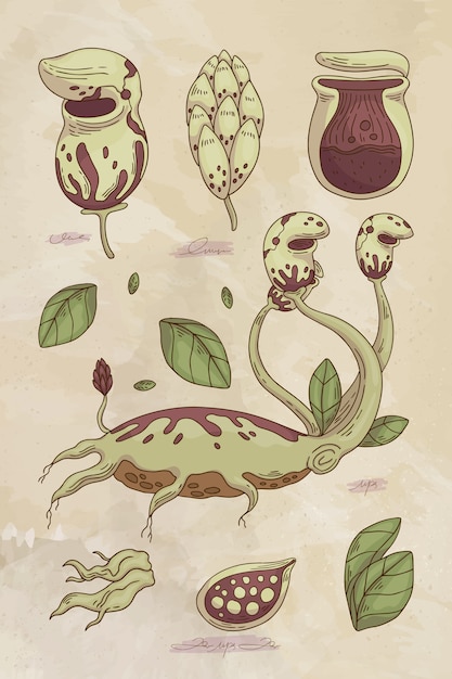 Free vector hand drawn botanical flower chart