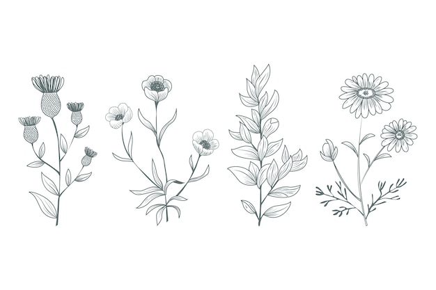 Hand drawn botanical herbs