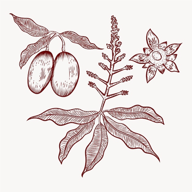 Albero di mango botanico disegnato a mano